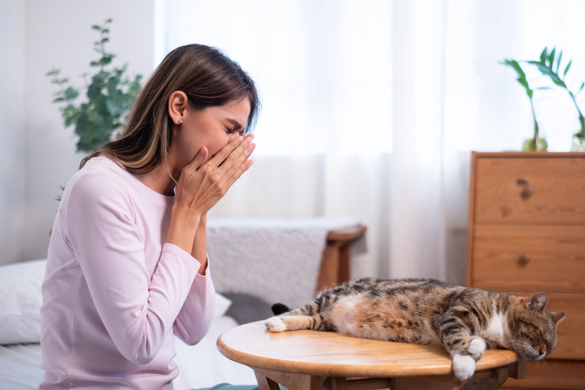 girl sneezes due to allergies because perhaps a cat breed with less dander would have been a better match: Better matching may reduce returns, stress, and long-term instability