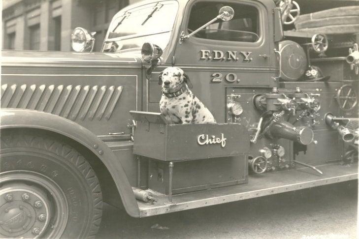 dalmatian riding sidecar of fire truck as mascot chief