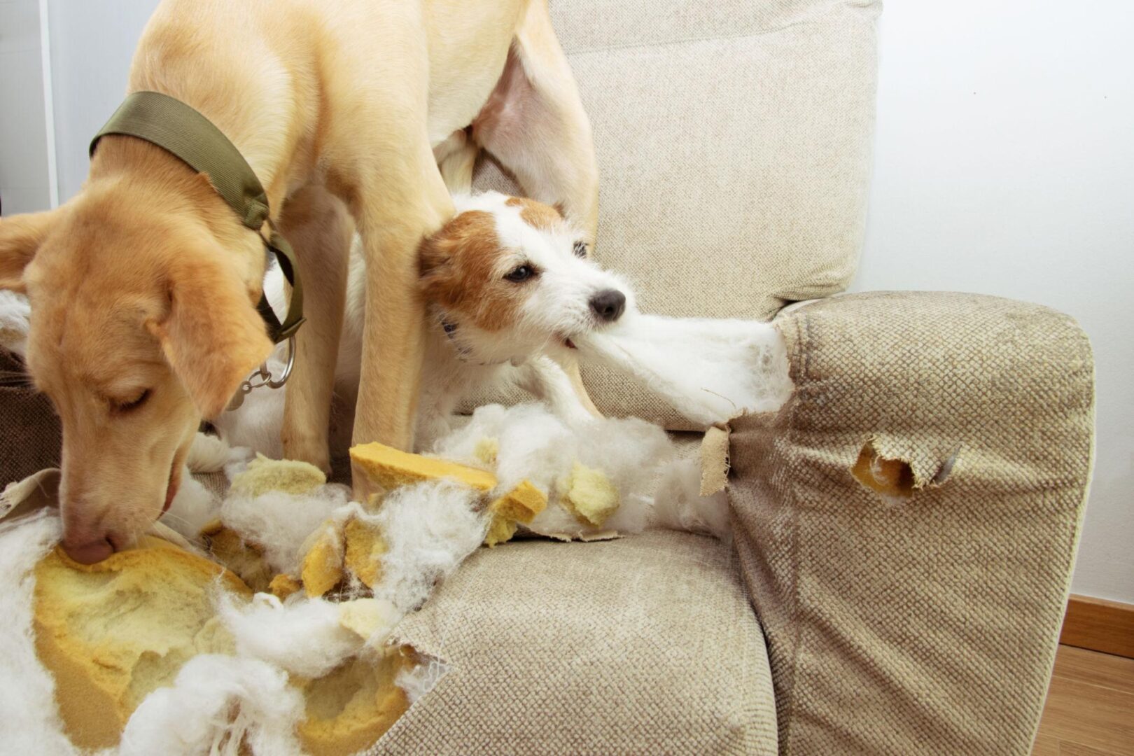 Photos Rarely Capture Compatibility or true behavior like how bored animals can become destructive