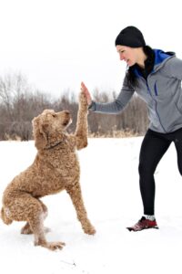 From Gluten-Free to Hypoallergenic: How Wellness Trends Influence Pet Preferences