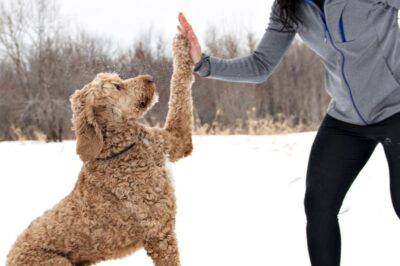 From Gluten-Free to Hypoallergenic: How Wellness Trends Influence Pet Preferences