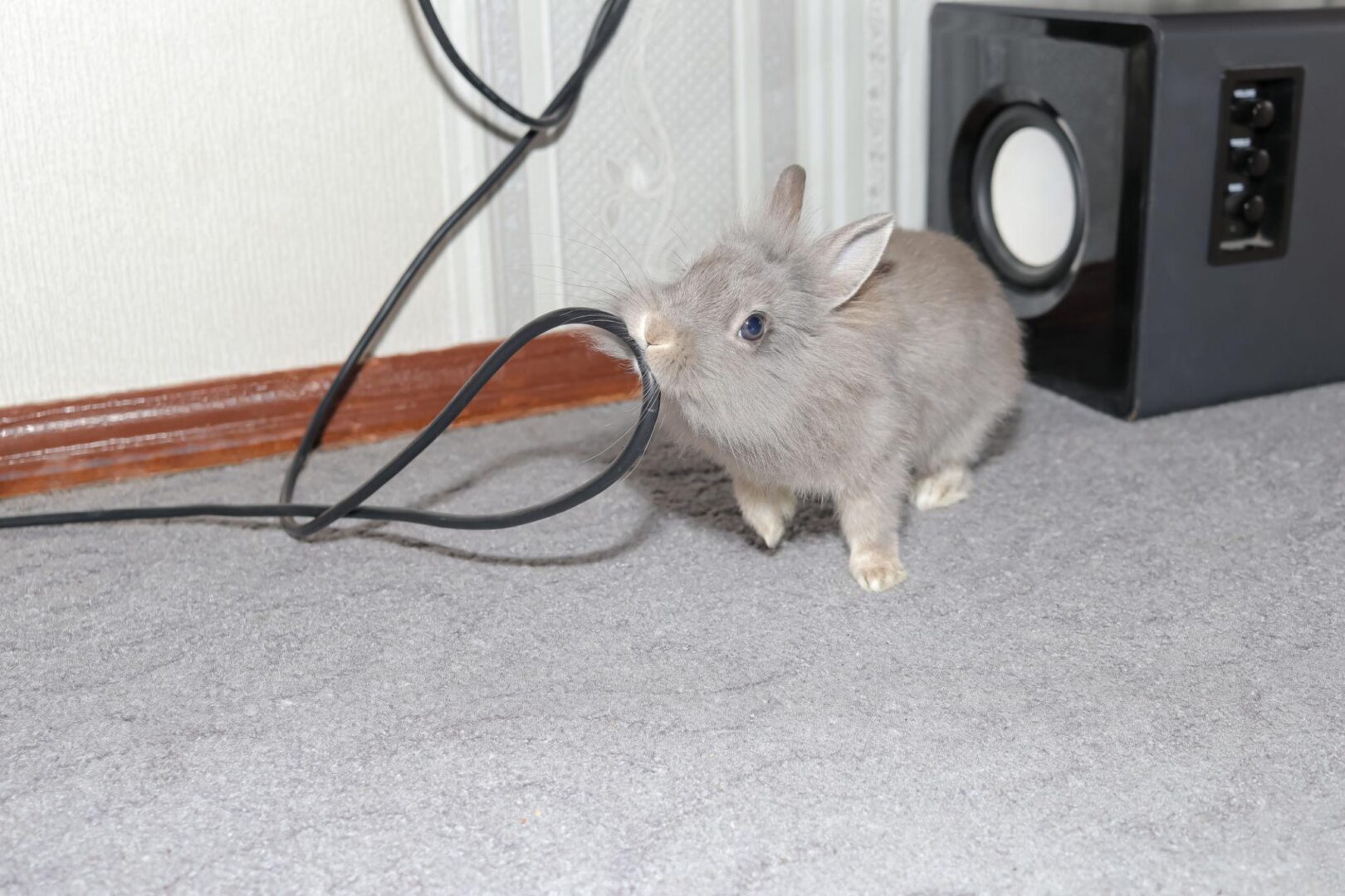 blue lionhead or Netherland dwarf (maybe mix) chewing on an electrical wire demonstrating importance of rabbit-proofing your home to keep house rabbits safe