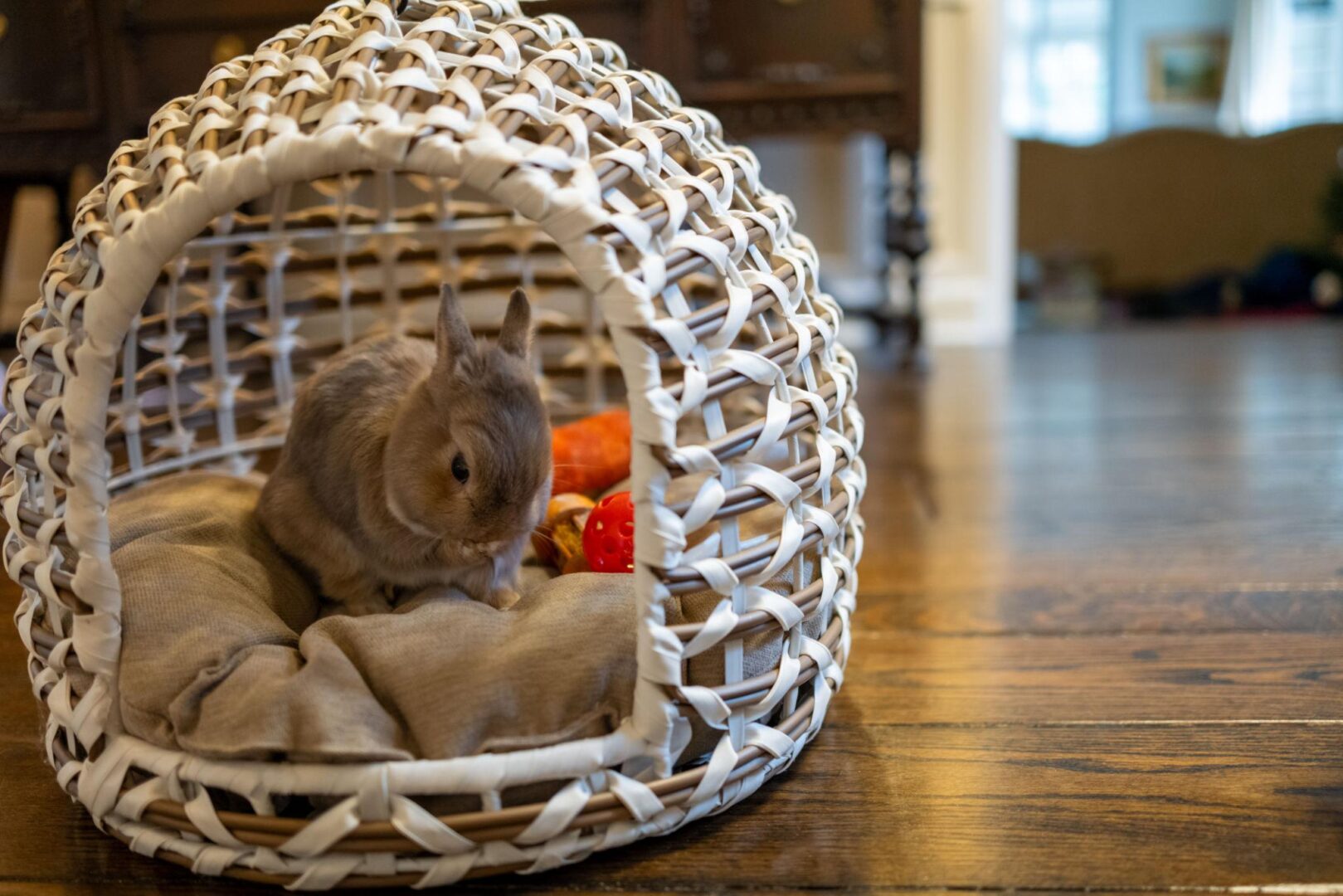 netherland dwarf apt rabbit in basket hutch