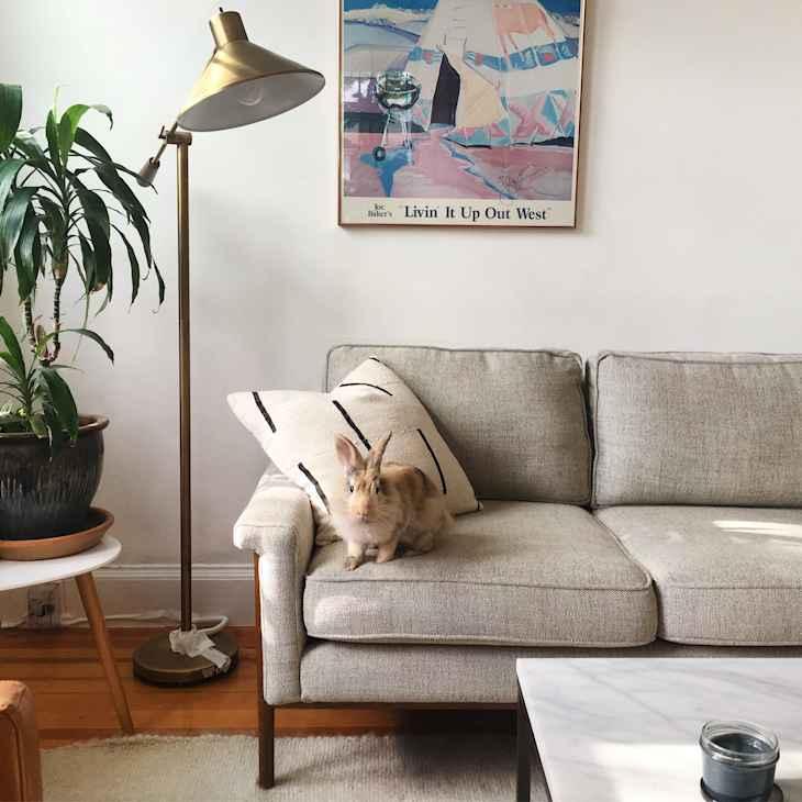 netherland dwarf rabbit on couch in apartment or house
