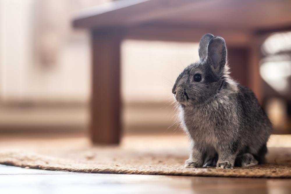 netherland dwarf rabbit under table
