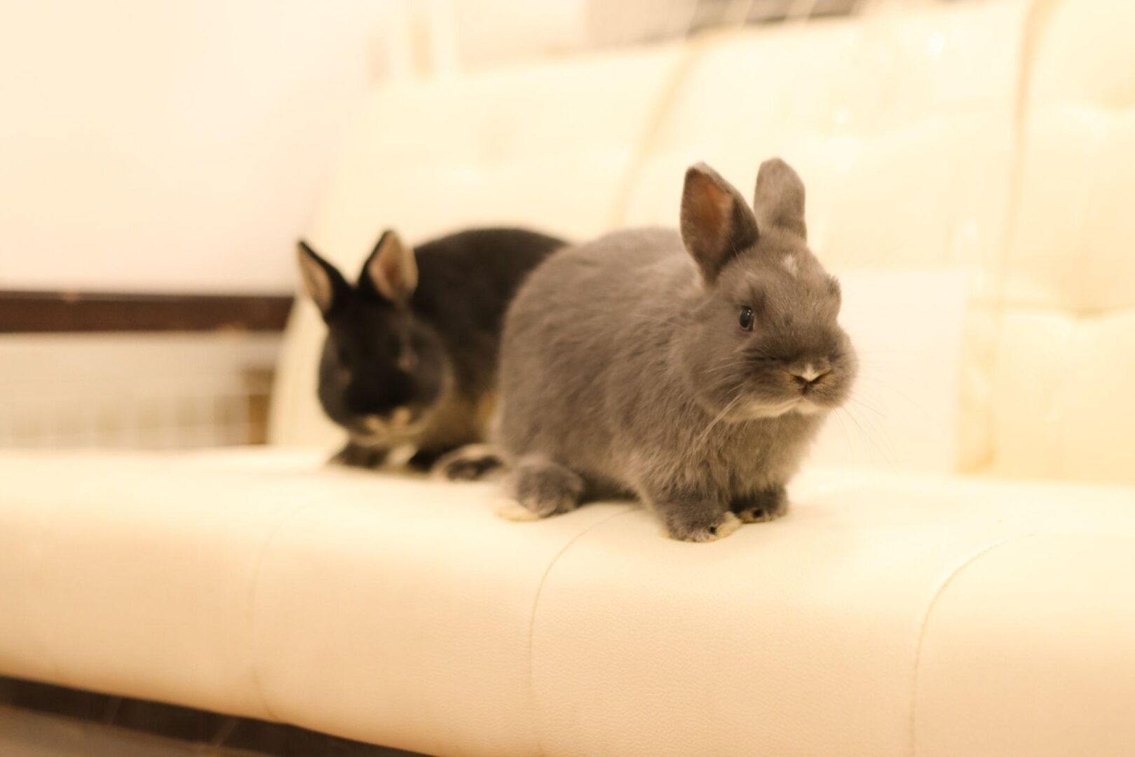 two netherland dwarf rabbits on couch