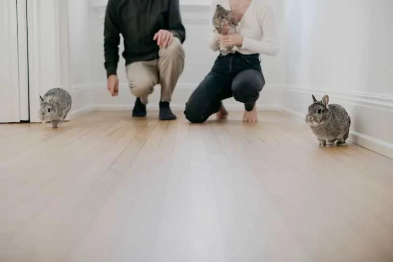 netherland dwarf rabbits in apt entrance with a young couple