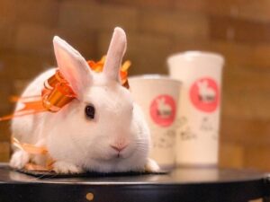 The Hidden Impact of Social Media on Pet Rescue Adoptions like adopting based on cute photos