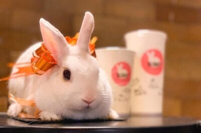 The Hidden Impact of Social Media on Pet Rescue Adoptions