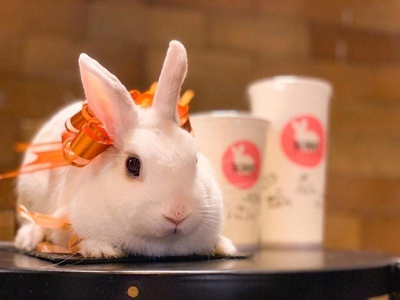 The Hidden Impact of Social Media on Pet Rescue Adoptions like adopting based on cute photos