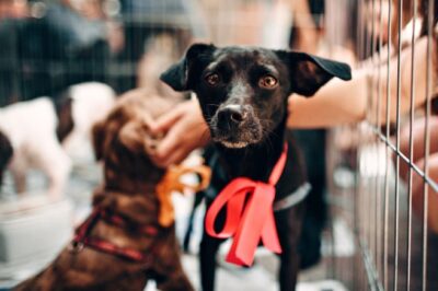 What Happens When Businesses Partner with Local Animal Rescues Orgs?