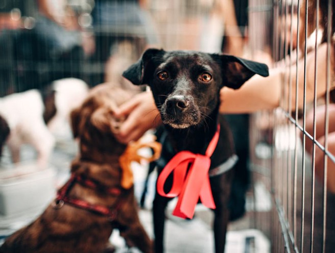 What Happens When Businesses Support Local Rescues Through Partnerships