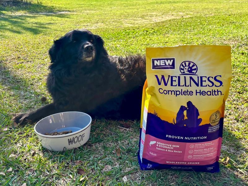 is grain-free the canine version of gluten-free?