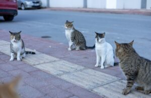 Why Spay and Neuter Shapes Everyday Life in Pet-Friendly Communities