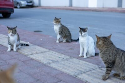 How Does Spaying and Neutering Affect Pet-Friendly Communities?