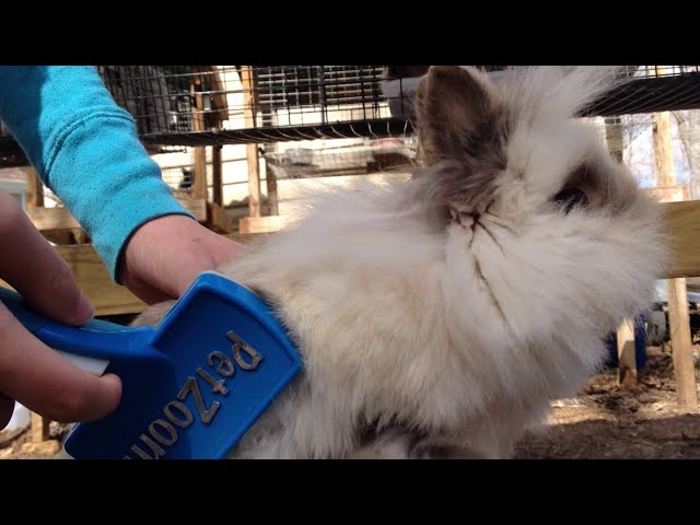 Lionhead Rabbit Care and Maintenance