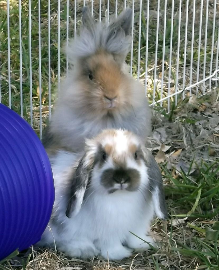 mini lop rabbit seated in front of a lionhead rabbit