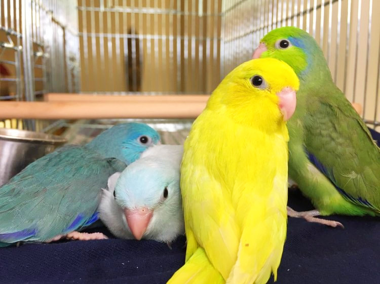 Pacific Parrotlet 1st Time Adopter Guide: Pros & Cons, Training, Bonding, Bird Comparison & Compatibility