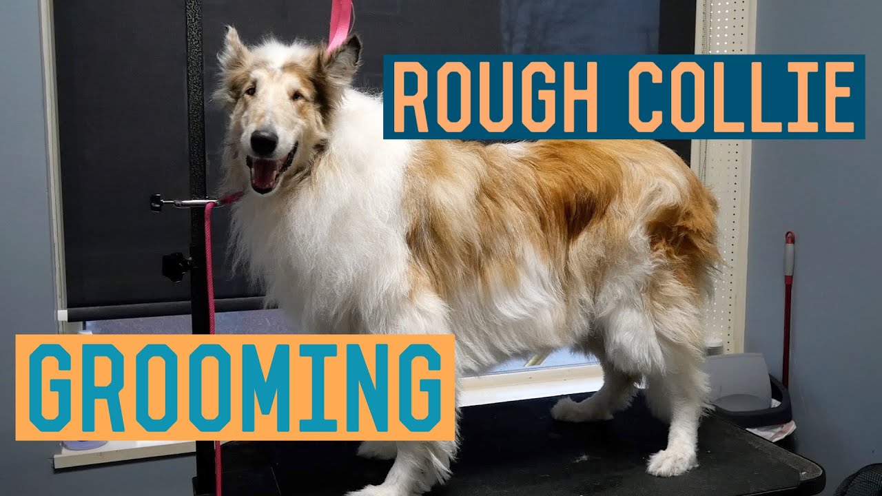 rough coat collie grooming tips, general care guide