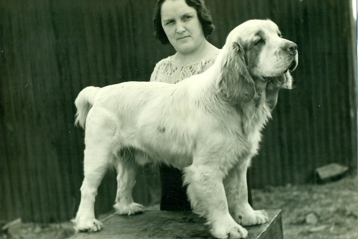 Clumber Spaniel's Ancestry and Purpose