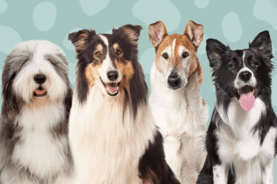 Collie Adoption: Grooming, Personality, Barking, Smooth vs Rough, Border vs Sheltie Pros & Cons Comparison
