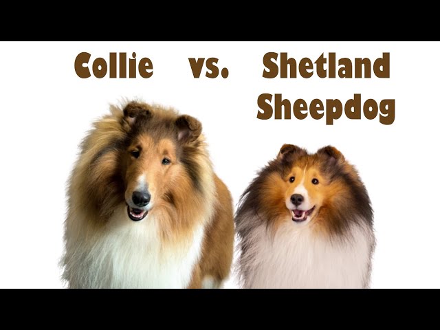 collie vs shetland sheepdog dog breed comparison