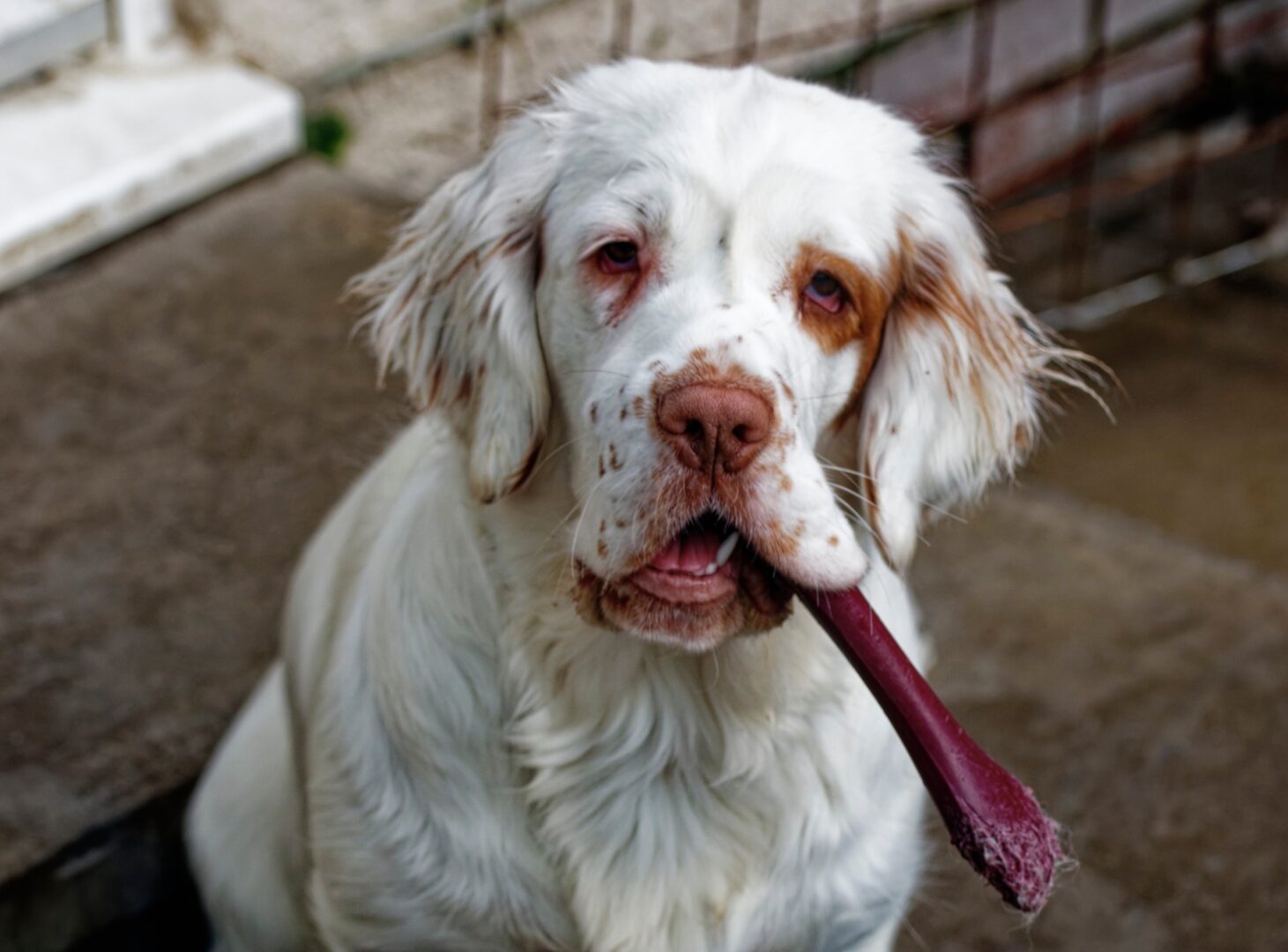 Clumber Spaniel dog history & Purpose