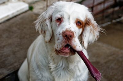 Clumber Spaniel Adoption Tips: History, Rarity, Temperament, Cost, Family-Friendly & Spaniel Comparison