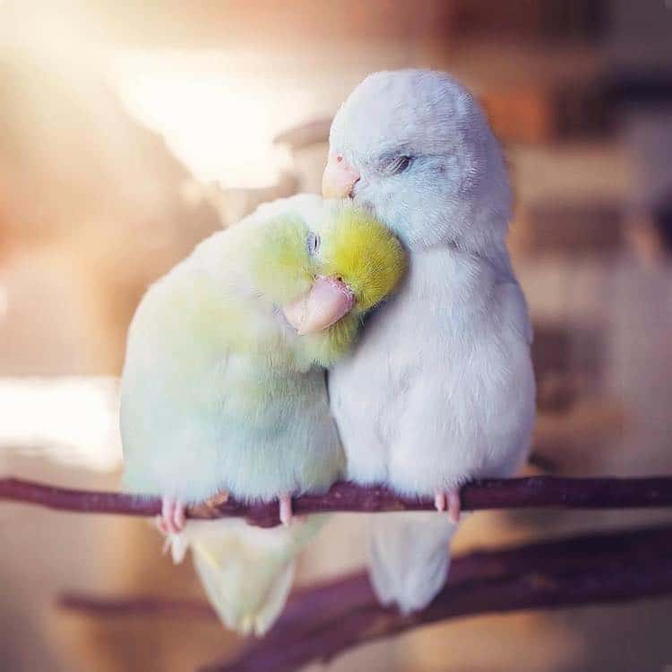 Pacific Parrotlet 1st Time Adopter Guide: Pros & Cons, Training, Bonding, Bird Comparison & Compatibility with other bird breeds
