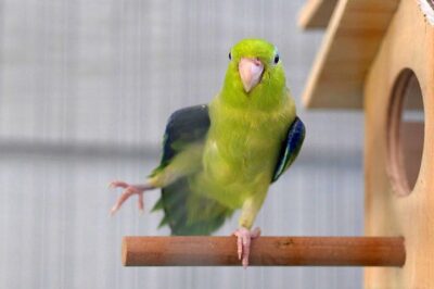 Pacific Parrotlet 1st Time Adopter Guide: Pros & Cons, Training, Bonding, Bird Comparison & Compatibility