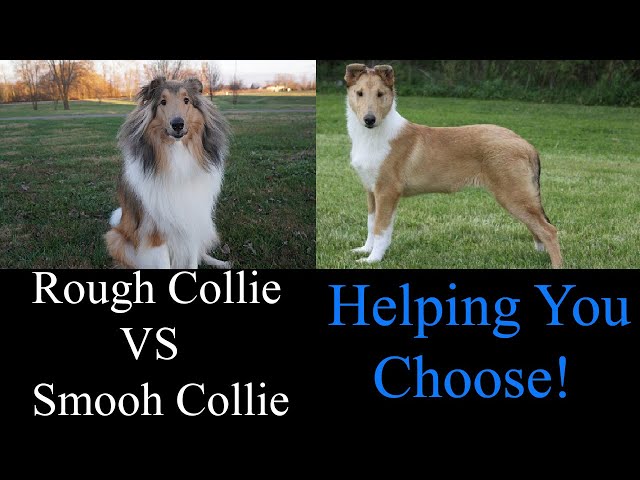rough coat vs smooth coat collie dog breed comparison
