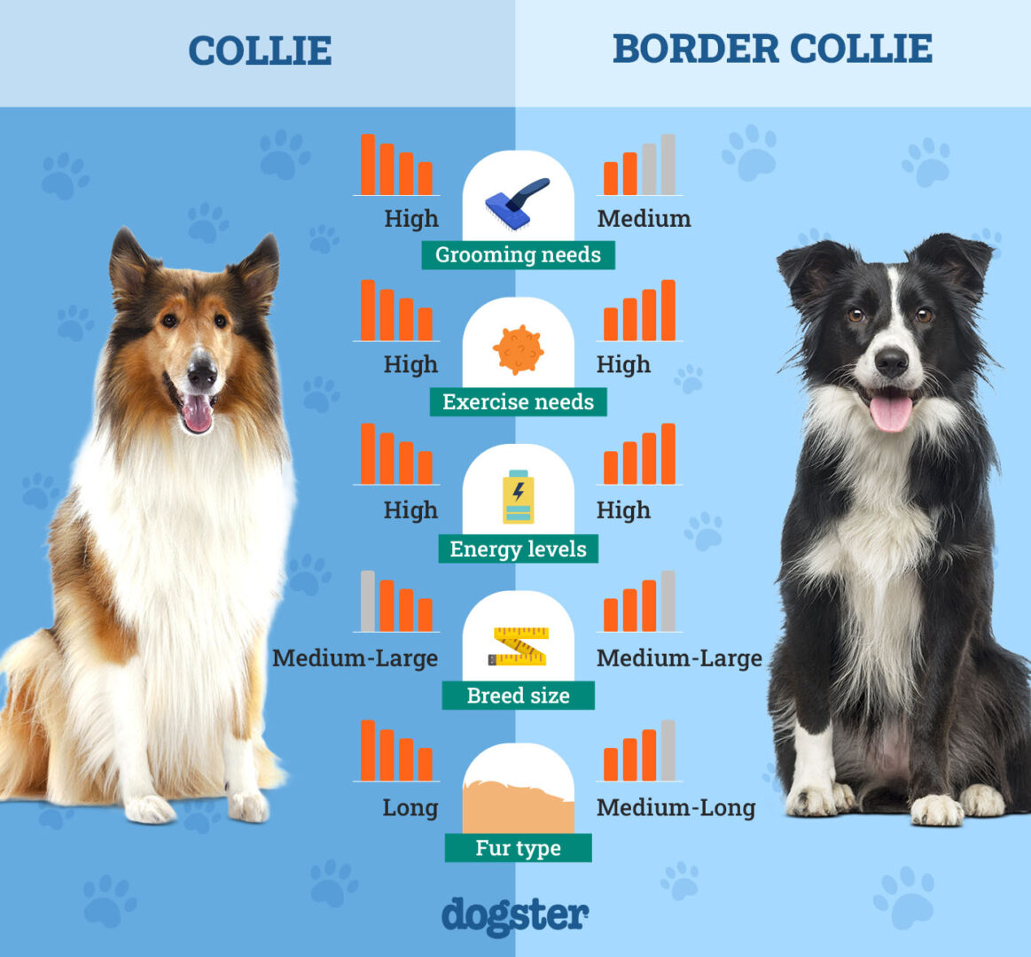 collie vs border collie dog breed comparison by dogster