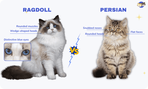 ragdoll vs persian cat breed comparison