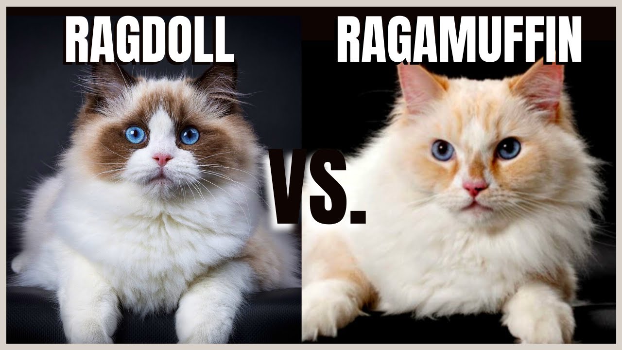 ragdoll vs ragamuffin cat breed comparison