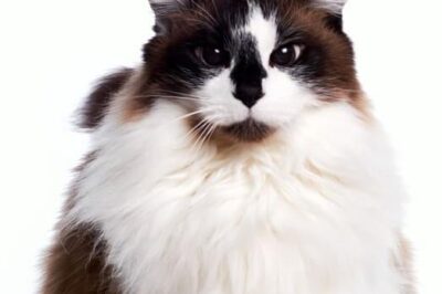 Ragamuffin Cat Adoption: Breed History, Mixes, Personality, Care, Cost, Rarity, Ragdoll & Persian Comparisons