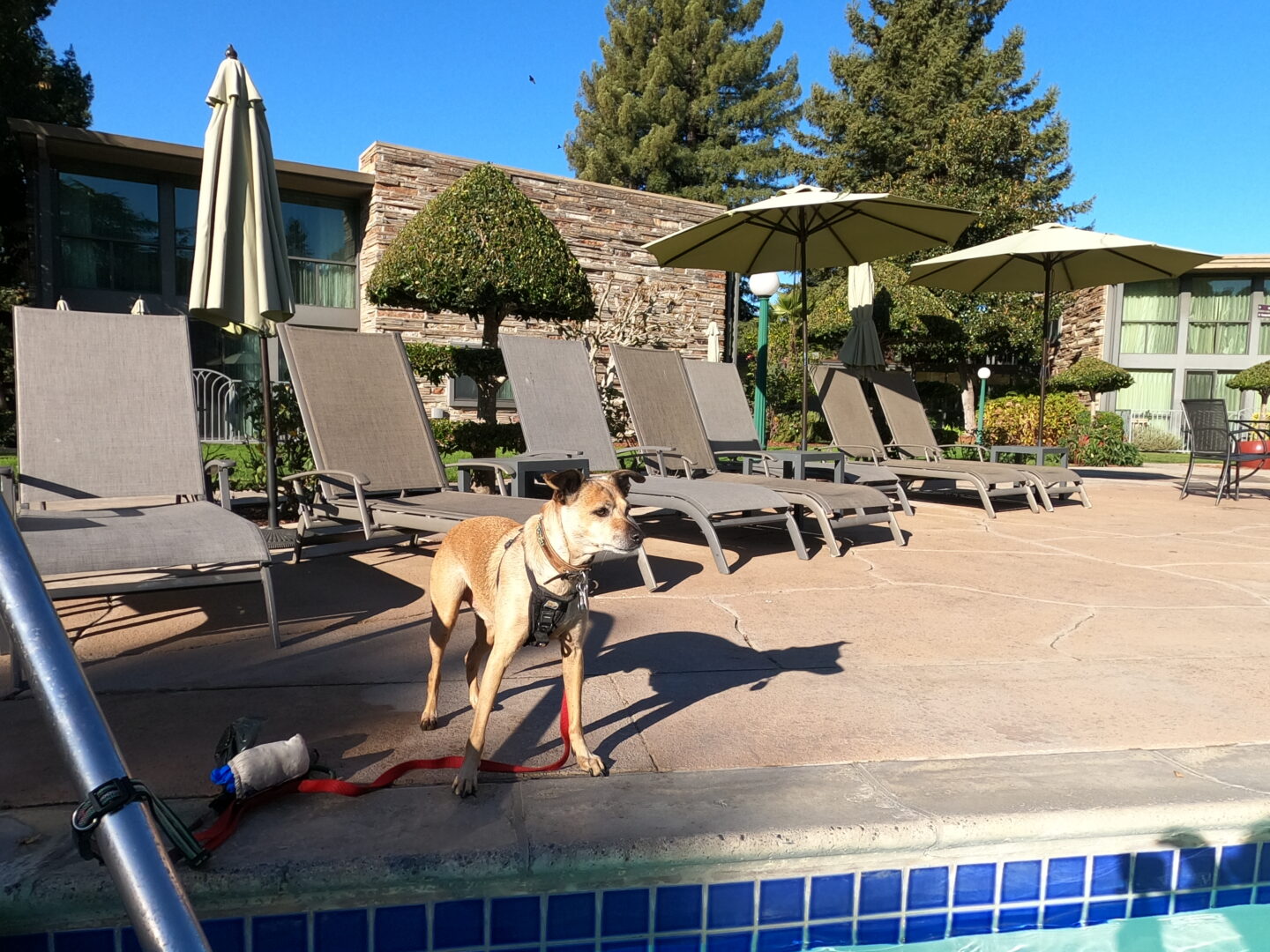 lovie the dog poolside at the Flamingo Resort & Spa in Santa Rosa, CA 