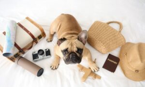 Dog resting in a pet-friendly hotel room while its owner is away. Leaving Dog Alone in Hotel Room? Rules, Risks & Safer Alternatives