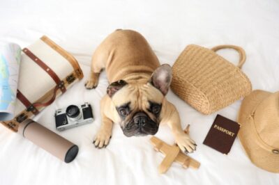 Leaving Dog Alone in Hotel Room? Rules, Risks & Safer Alternatives