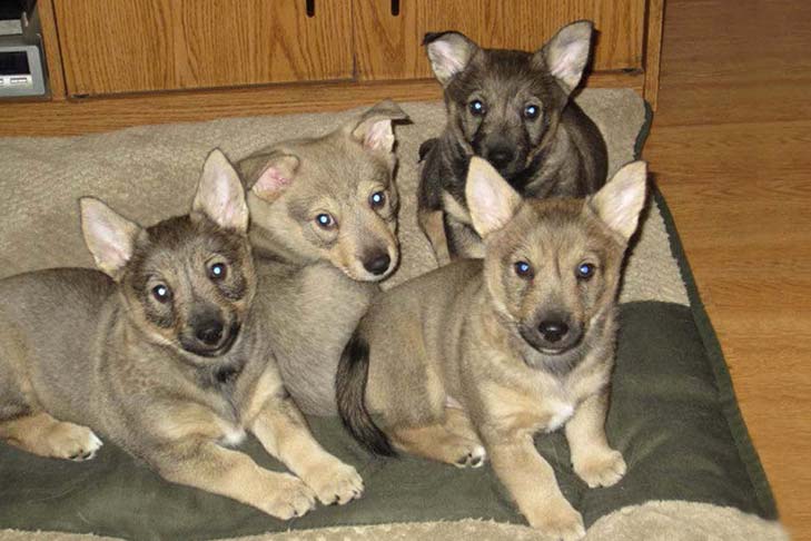 Financial Aspects of Owning a Swedish Vallhund puppies