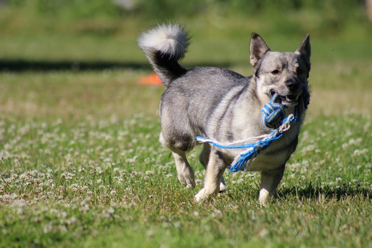 Family-Friendly Traits of the Swedish Vallhund