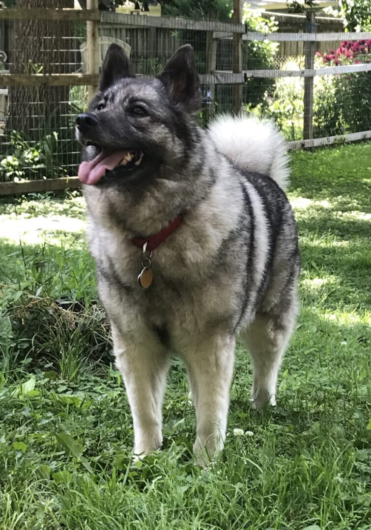 norwegian elkhound vs swedish vallhund