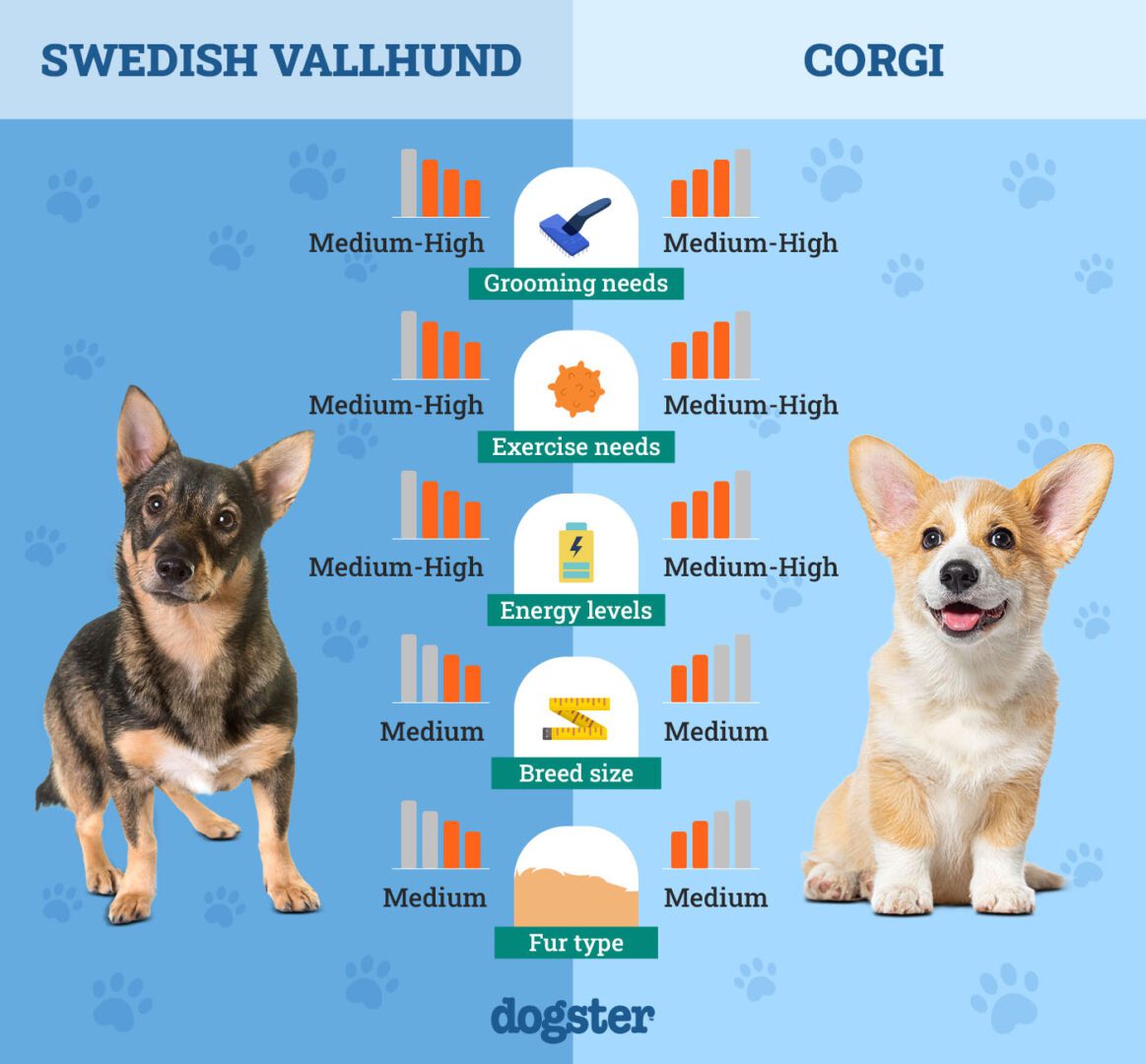 swedish vallhund vs corgi