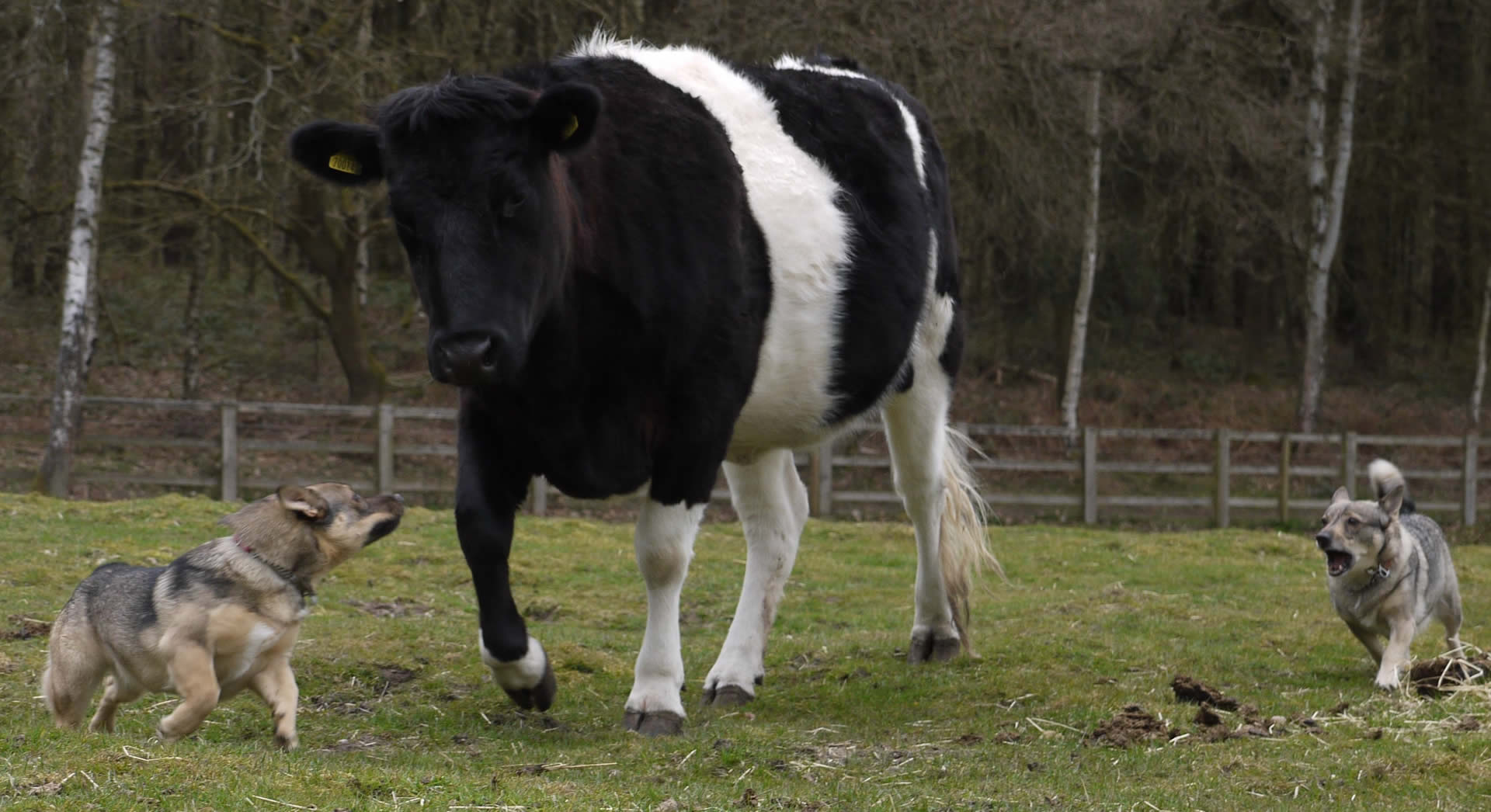 Swedish Vallhund unique among herding breeds: 2 swedish vallhunds herding cow