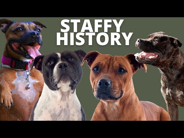 Staffordshire Bull Terrier "staffy" history, purpose & breeds mixed to create