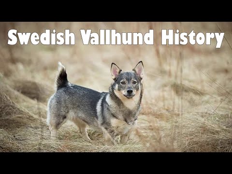 Swedish Vallhund: A Unique Dog with a Viking Legacy
